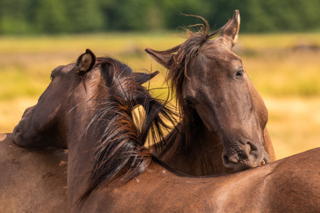 Wild horses closeup with blowing manes near Szczecin Lagoon in Poland.の写真素材