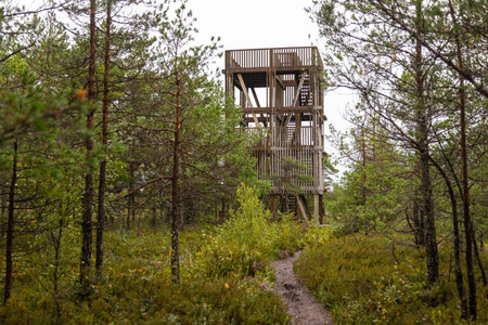 A wooden observation tower rises above the green forest in Koigi Nature Reserve on Saaremaa island,...