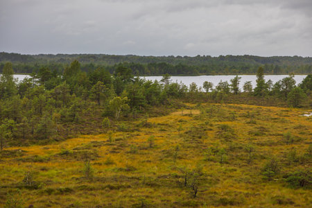 utumn wetland landscape with lake and forest in Koigi Nature Reserve on Saaremaa island, Estonia.の写真素材