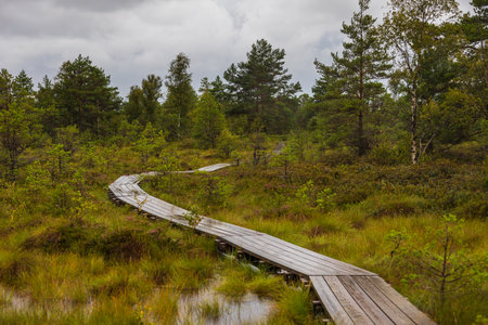 Curved wooden path leads through green wetland landscape in Koigi Nature Reserve on Saaremaa island,...