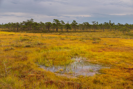 Golden grasses and small water pools form a colorful bog landscape along the Riisa Trail in Soomaa National Park, Estonia.の写真素材