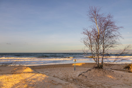 Sandy dunes and a leafless tree by the Baltic Sea in Gorki Zachodnie, Gdansk, Poland.の写真素材