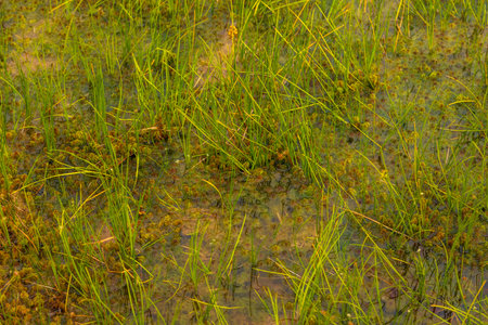 Close-up view of green grasses and moss growing in shallow water in Riisa bog, Soomaa National Park,...