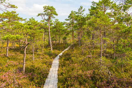 Narrow wooden boardwalk winding through a sunlit pine forest with green undergrowth in Soomaa National Park, Estonia.の写真素材