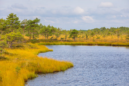 Scenic view of bog pools surrounded by golden grasses and sparse pine trees under a partly cloudy sky in Soomaa National Park, Estonia.の写真素材