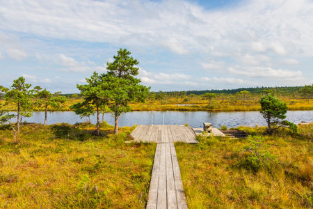 A wooden boardwalk leads to a small pier on a calm bog lake surrounded by pine trees and golden wetland vegetation in Soomaa National Park, Estonia.の写真素材