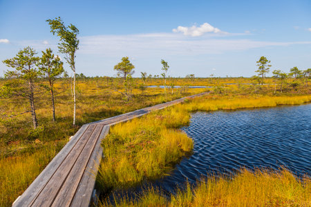 A wooden boardwalk leads to a small pier on a calm bog lake surrounded by pine trees and golden wetland vegetation in Soomaa National Park, Estonia.の写真素材