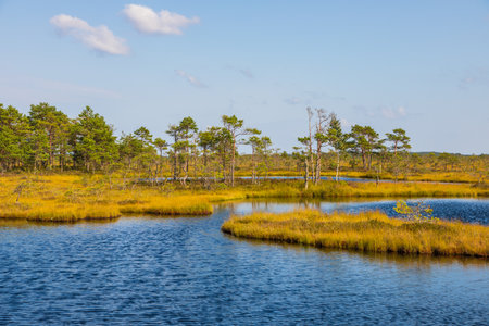 A calm bog lake reflects the blue sky and sparse pine trees amid golden marsh vegetation in Soomaa National Park, Estonia.の写真素材
