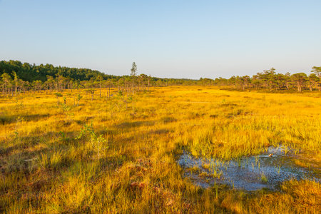 A small reflective pond surrounded by golden grasses and pine trees glows in the warm evening light of Soomaa National Park, Estonia.の写真素材