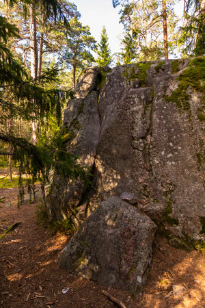 Large glacial boulder surrounded by pine forest in Lahemaa National Park. Lahemaa, Estonia.の写真素材