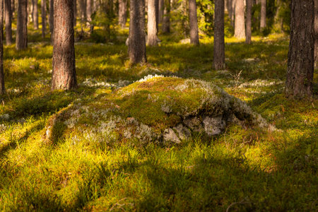 Pine forest in Lahemaa National Park, Estonia, with moss-covered ground and scattered rocks illuminated by afternoon sunlight.の写真素材