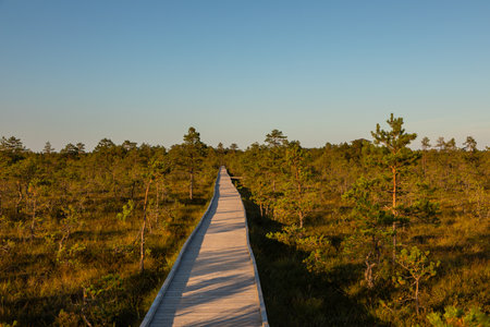 Marshland with small ponds, pine trees, and wooden boardwalk seen at sunset in Lahemaa National...