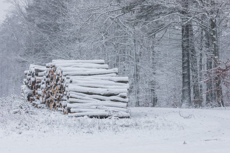 Stacks of freshly cut logs covered in snow at the edge of the Oliwa Woods in Gdansk, Poland,...