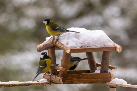 Three great tits feeding at a snowy wooden bird feeder in Gdansk, Poland.の写真素材
