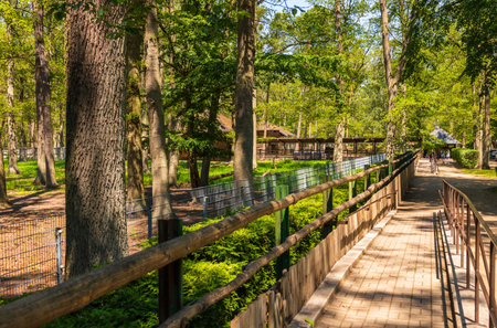 Goluchow, Poland â June 5, 2022: A pedestrian walkway leading through a zoo area in Goluchow, surrounded by tall trees and fenced animal enclosures, with visitors walking along the path.のeditorial素材