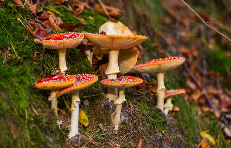 Fly agaric Amanita muscaria mushrooms growing among green moss and fallen leaves in a forest in...