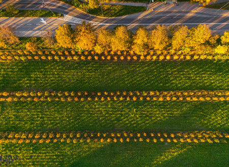Drone view capturing parallel rows of vibrant yellow orange trees and green cultivated fields next...