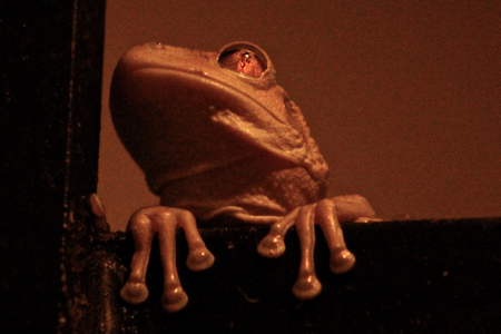 Frog Lookingの写真素材