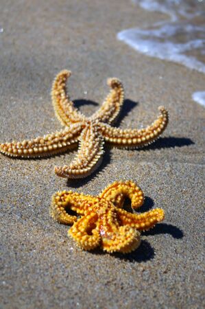 two starfishの写真素材