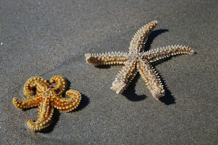 orange starfishの写真素材