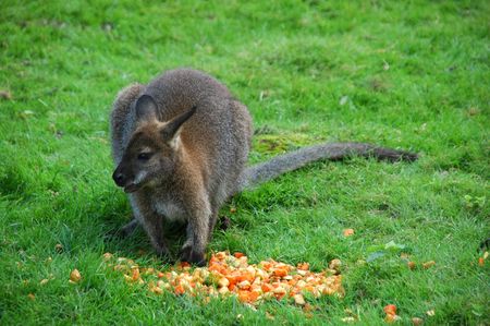 Red Kangaroo, Macropus rufusの写真素材
