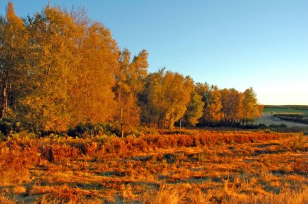 Autumn Treesの写真素材