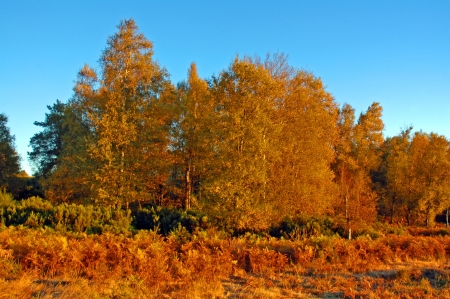 Row of trees lined along the road in Napa Valley in Autumnの写真素材