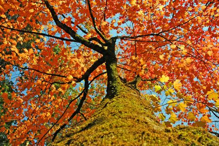 Canopies of tall autumn trees in sunny fall forestの写真素材