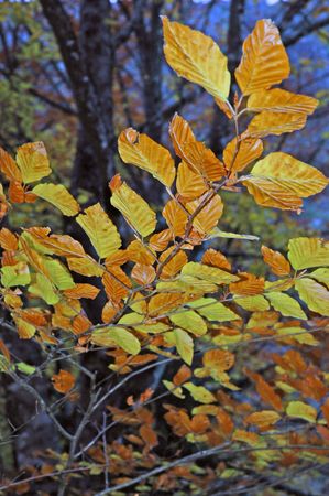 close-up of bright vivid fall leavesの写真素材