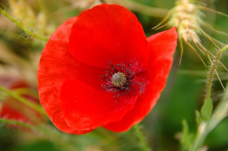 weath and poppies in corrubedoの写真素材