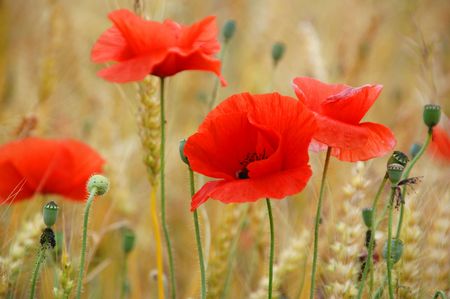 weath and poppies in corrubedoの写真素材