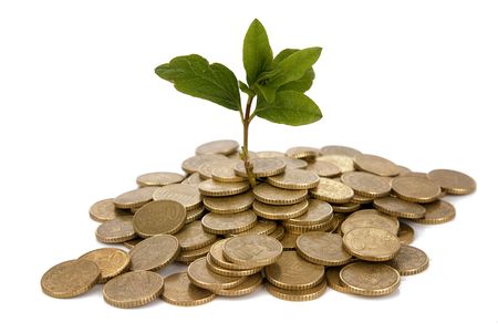 Concept of a plant and a lot of golden coins isolated on white backgroundの写真素材