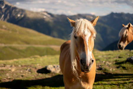 Horse seen from front in South Tirol, blurry background, Horse head in focusの写真素材