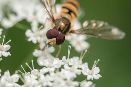 Hoverfly Insect sitting on a white flower closeup of Hoverfly. Blurred green Background. Macro of tiny Insectの写真素材