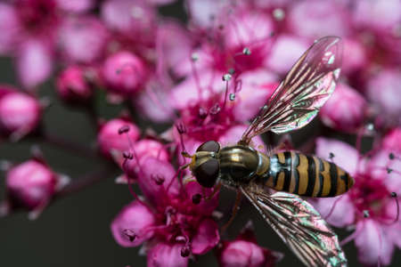 Hoverfly sitting on pink flowers, closeup of Insect