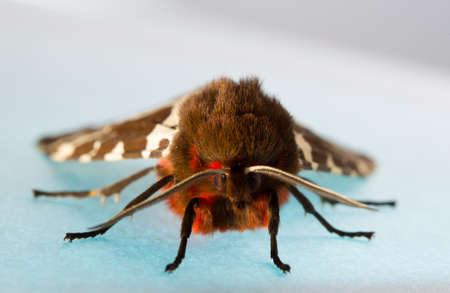 Closeup of Great Tiger Moth, Head and Wings visibleの写真素材