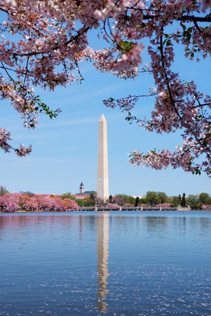 Cherry blossom and Washington monument over lake, Washington DC.の写真素材