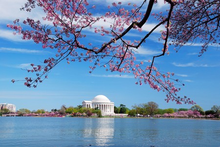 Washington DC Cherry Blossom in Spring with Jefferson memorial over lake.のeditorial素材