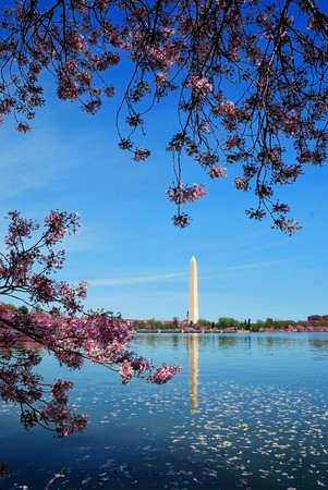Cherry blossom and Washington monument over lake, Washington DC.の写真素材