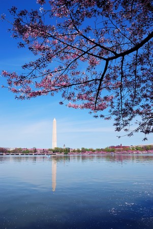 Cherry blossom and Washington monument over lake, Washington DC.の写真素材