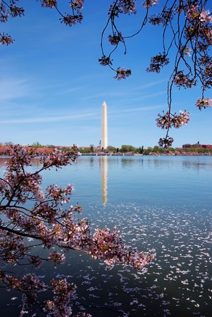 Cherry blossom and Washington monument over lake, Washington DC.の写真素材