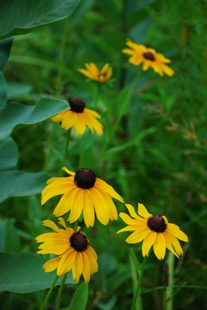 Chrysanth flowers closeup with grassの写真素材