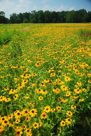 Flower field with thousands of Chrysanth flowersの写真素材