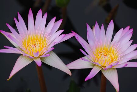 Water lily closeup in lovely pink color in water with reflection and green leaves の写真素材