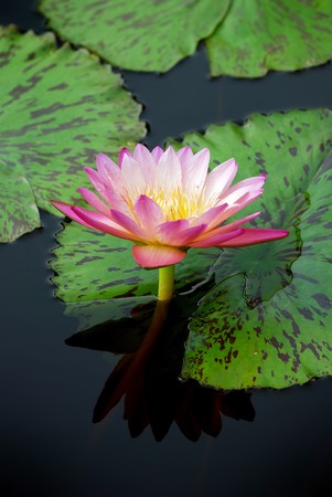 Water lily closeup in water with lovely color and green leaves の写真素材
