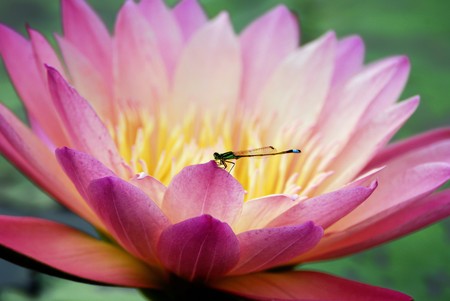 Water lily closeup with dragonfly in lovely pink color の写真素材