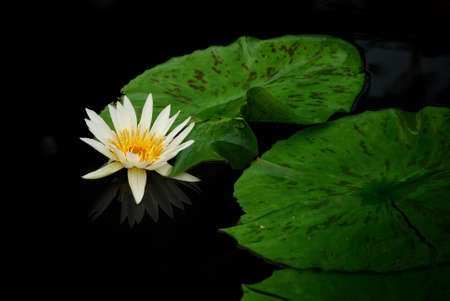Water lily closeup in water with lovely color and green leaves の写真素材