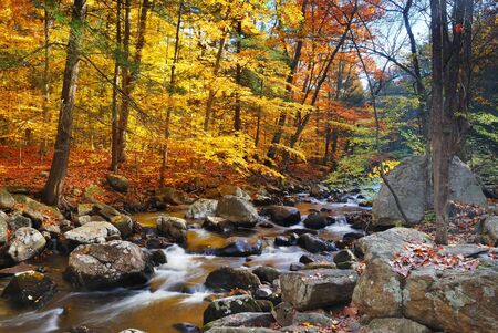 Autumn creek woods with yellow trees foliage and rocks in forest mountain.の写真素材