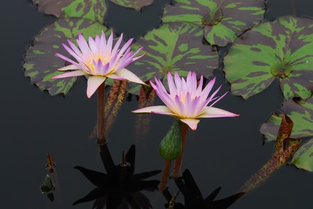 Water lily closeup in water with lovely color の写真素材