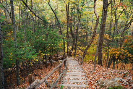 Autumn trail in forest with foliage in woods. の写真素材